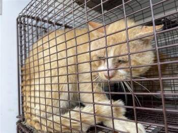 Domestic Short Hair Cats Available for Adoption in Houston, Texas - A656678 | PetCurious