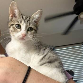 Wanda -  Domestic Short Hair Cat for Adoption in San Antonio, Texas - Wanda | PetCurious