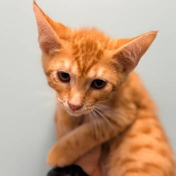 Domestic Short Hair Cats Available for Adoption in Columbus, Georgia - Hermes | PetCurious