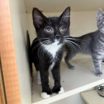 Domestic Short Hair Cats Available for Adoption - Serena | PetCurious