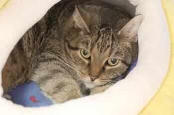 Domestic Short Hair Cats Available for Adoption - Nia | PetCurious