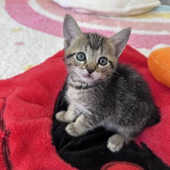 Domestic Short Hair Cats Available for Adoption in Madison, Wisconsin - Lennox | PetCurious