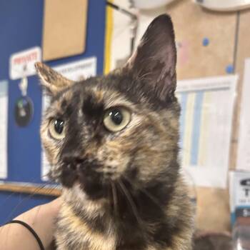 Torrie -  Domestic Short Hair Cat for Adoption in Eureka Springs, Arkansas - Torrie | PetCurious