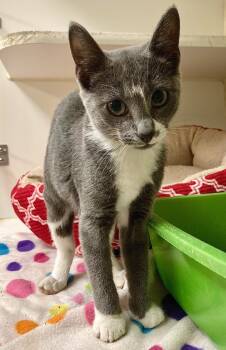 Rescue Domestic Short Hair Cats for Adoption in Johnson City, Tennessee - Resolve/Lola (E Main) | PetCurious