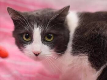 Domestic Short Hair Cats Available for Adoption - Mica Wave | PetCurious
