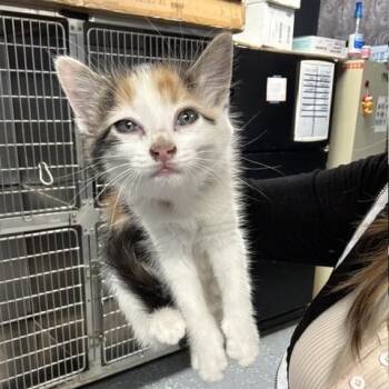Domestic Short Hair Cats Available for Adoption in Saint Joseph, Missouri - Missy Elliott | PetCurious