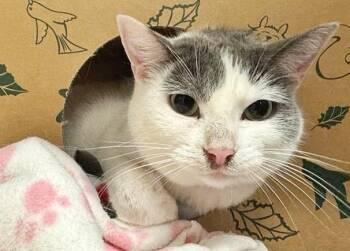 ROCKY ROAD -  Domestic Short Hair Cat for Adoption in Brentwood, Missouri - ROCKY ROAD | PetCurious