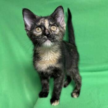 Babe -  Domestic Medium Hair Cat for Adoption in Benld, Illinois - Babe | PetCurious