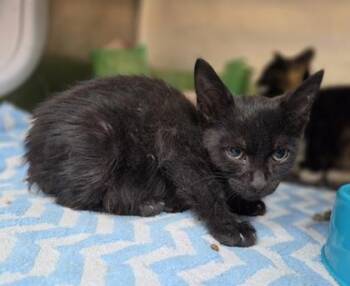 Lone Starr -  Domestic Short Hair Cat for Adoption in Westland, Michigan - Lone Starr | PetCurious