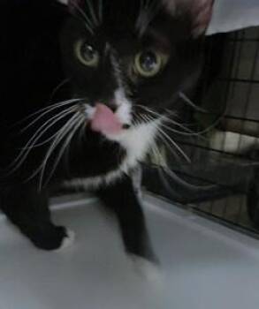 Domestic Short Hair Cats Available for Adoption - Sweet Potato | PetCurious