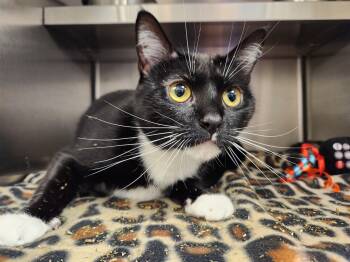 Gisela -  Domestic Short Hair Cat for Adoption in Liberty, Missouri - Gisela | PetCurious
