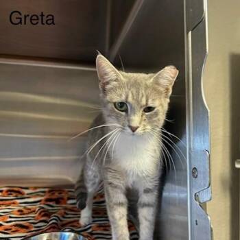 Greta -  Domestic Short Hair Cat for Adoption in Knoxville, Tennessee - Greta | PetCurious