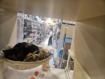Callie Ann JN (Taylors Petsmart Adoption Center) -  Domestic Short Hair Cat Available for Adoption in Greenville, South Carolina - Callie Ann JN (Taylors Petsmart Adoption Center) | PetCurious