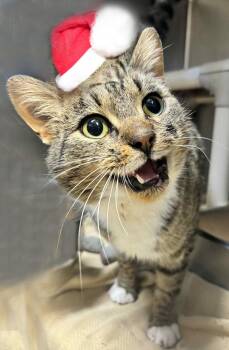 Rescue Domestic Short Hair Cats for Adoption in Lexington, Virginia - Goshen | PetCurious