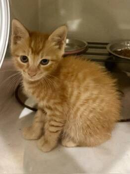 Stuart 7.15.26 (med waiver) -  Domestic Short Hair Cat for Adoption in Apopka, Florida - Stuart 7.15.26 (med Waiver) | PetCurious