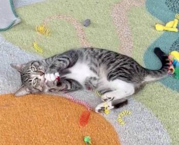 Domestic Short Hair Cats Available for Adoption in Oakland, California - Nora | PetCurious