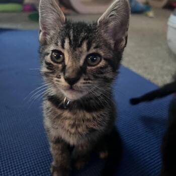 Tabby Cats Available for Adoption in Pasco, Washington - Brash | PetCurious