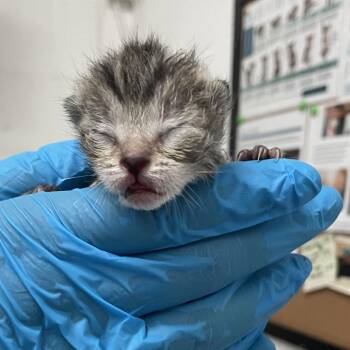 Domestic Short Hair Cats Available for Adoption in Edinburg, Texas - Juliette | PetCurious