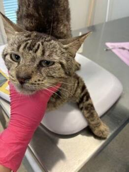 Luke -  Domestic Short Hair Cat for Adoption in Lafayette, Indiana - Luke | PetCurious