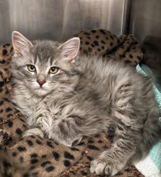 Domestic Short Hair Cats Available for Adoption in Columbia, Tennessee - Venus | PetCurious