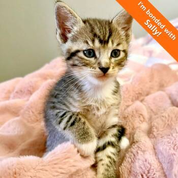 Schroeder -  Domestic Short Hair Cat for Adoption in Pleasant Hill, California - Schroeder | PetCurious
