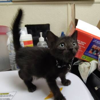 Rescue Domestic Short Hair Cats for Adoption in Palestine, Texas - Payday | PetCurious