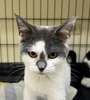 Domestic Short Hair Cats Available for Adoption in Shorewood, Illinois - Flurry | PetCurious