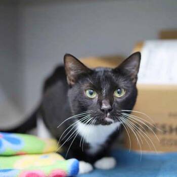 Thor -  Domestic Short Hair Cat for Adoption in Atlanta, Georgia - Thor | PetCurious