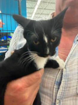 Mia (Kitty) -  Tuxedo Cat for Adoption in Ashville, Ohio - Mia (Kitty) | PetCurious