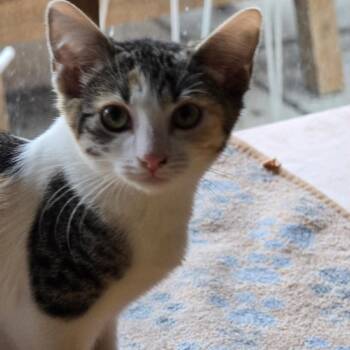 Sierra Hughes -  Domestic Short Hair Cat for Adoption in Eagle Mountain, Utah - Sierra Hughes | PetCurious