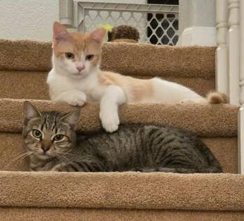 Domestic Short Hair Cats Available for Adoption - Vintage | PetCurious