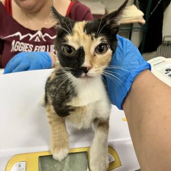 Shirley -  Domestic Short Hair Cat for Adoption in Las Cruces, New Mexico - Shirley | PetCurious