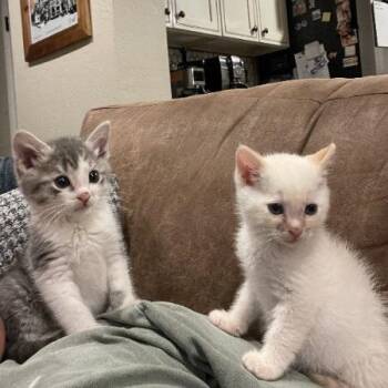 Domestic Short Hair Cats Available for Adoption in Flagstaff, Arizona - Rhett W/ Link | PetCurious