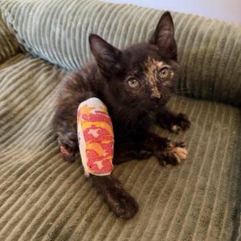 Maggie Magnolia -  Tortoiseshell and Domestic Short Hair Cat for Adoption in Knoxville, Tennessee - Maggie Magnolia | PetCurious