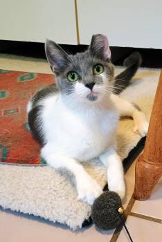 Polpetta -  Domestic Short Hair Cat for Adoption in Apex, North Carolina - Polpetta | PetCurious