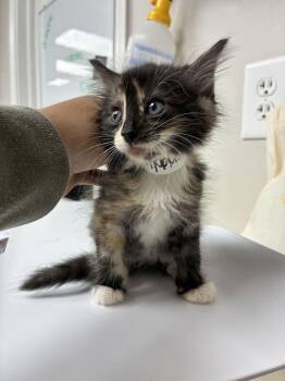 McGriddle -  Domestic Medium Hair Cat for Adoption in Marietta, Georgia - McGriddle | PetCurious