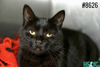 Domestic Short Hair Cats Available for Adoption in Fort Mill, South Carolina - Fortuna | PetCurious