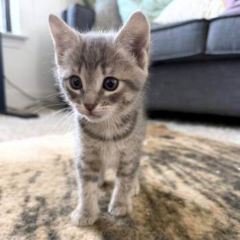Username 10 -  Domestic Short Hair Cat for Adoption in Austin, Texas - Username 10 | PetCurious