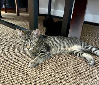 Rescue Domestic Short Hair and Tabby Cats for Adoption in Vacaville, California - Chevy | PetCurious