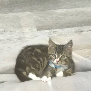 Rescue Domestic Short Hair Cats for Adoption in Arthurette, New Brunswick - Mike | PetCurious