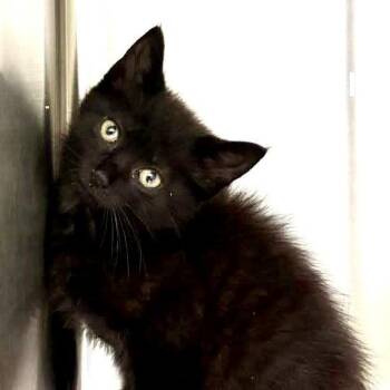 Domestic Short Hair Cats Available for Adoption in Hilton Head Island, South Carolina - Pepper | PetCurious