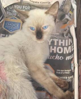 SIMON -  Siamese Cat for Adoption in San Antonio, Texas - SIMON | PetCurious