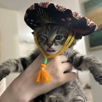 Pepe -  Domestic Short Hair Cat for Adoption in Toledo, Ohio - Pepe | PetCurious