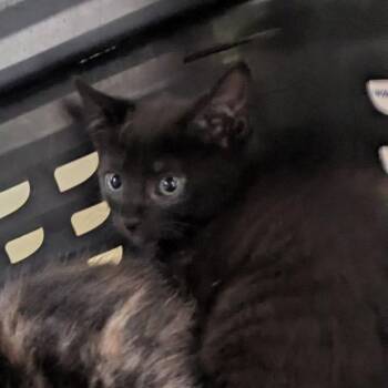Anri -  Domestic Short Hair Cat for Adoption in Lynchburg, Virginia - Anri | PetCurious