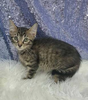 Rescue Domestic Short Hair Cats for Adoption in Clarkesville, Georgia - Orioles | PetCurious