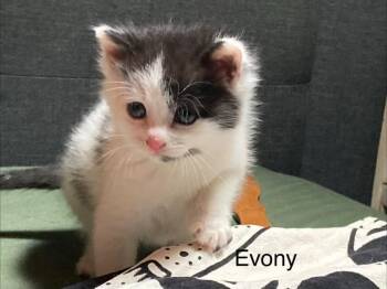 Domestic Short Hair Cats Available for Adoption in Johnson City, Tennessee - Evony | PetCurious