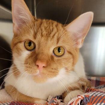 Domestic Short Hair Cats Available for Adoption - Garfield | PetCurious