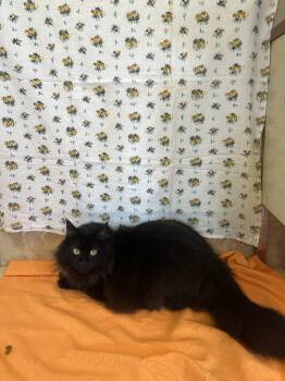 Boo -  Domestic Long Hair Cat for Adoption in Upper Sandusky, Ohio - Boo | PetCurious