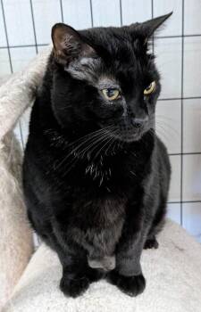 Granny -  Domestic Short Hair Cat Available for Adoption in Youngtown, Arizona - Granny | PetCurious