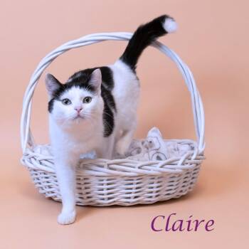 Domestic Short Hair Cats Available for Adoption in Lebanon, Tennessee - Claire C26-156 | PetCurious